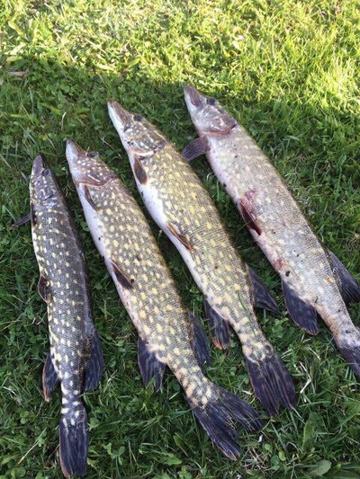 Northern Pike