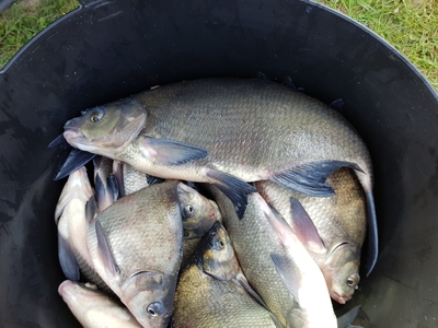 Carp bream