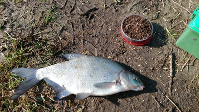 Carp bream