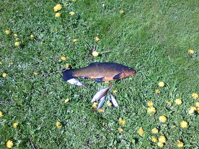 Tench