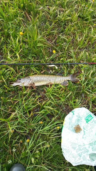 Northern Pike