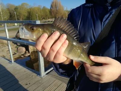 Eurasian perch