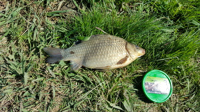 Prussian carp