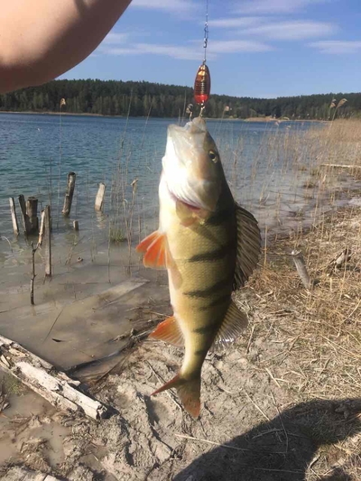 Eurasian perch