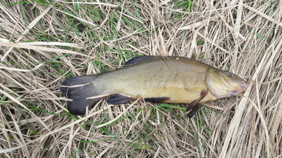 Tench