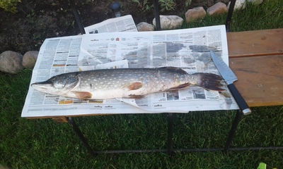 Northern Pike