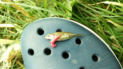 Three-spined stickleback