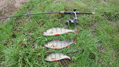 Eurasian perch