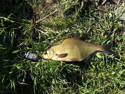 Carp bream