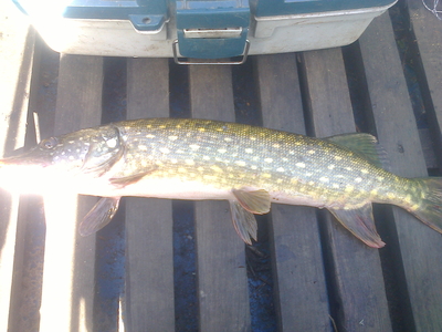 Northern Pike
