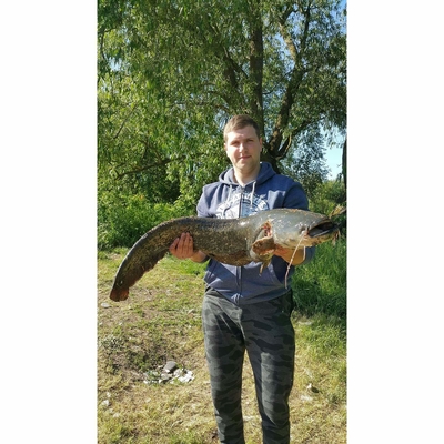 Wels catfish
