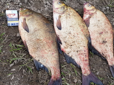Carp bream