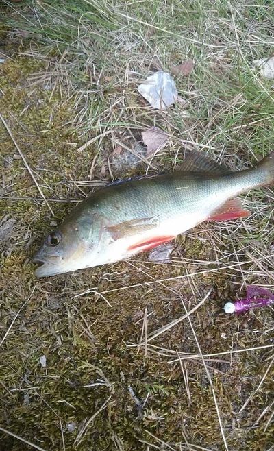 Eurasian perch