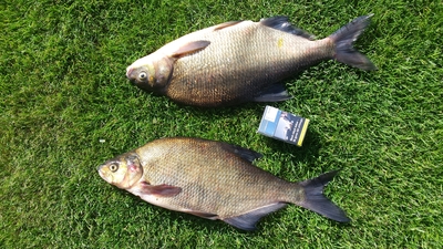 Carp bream
