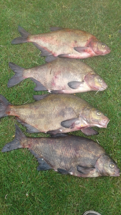 Carp bream