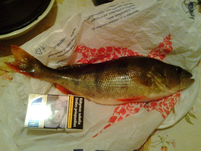 Eurasian perch
