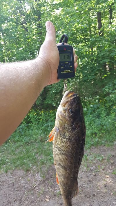 Eurasian perch
