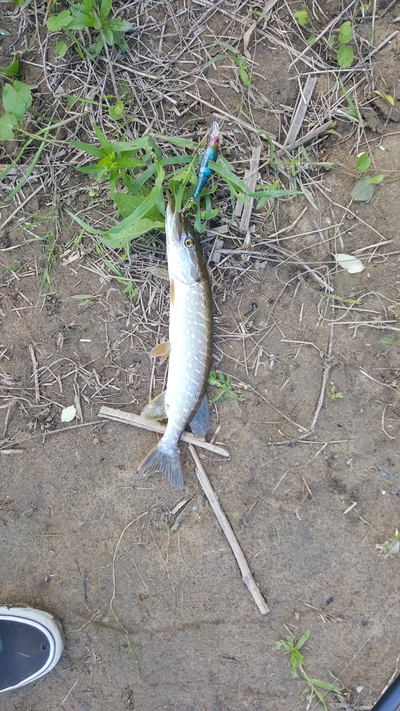 Northern Pike