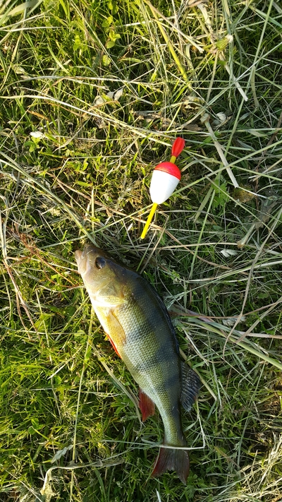 Eurasian perch