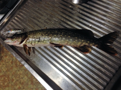Northern Pike