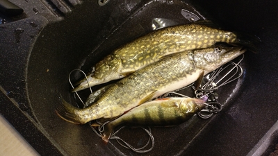 Northern Pike