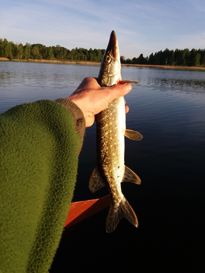 Northern Pike
