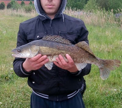 Pike perch