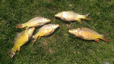 Mirror carp