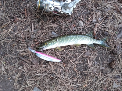 Northern Pike