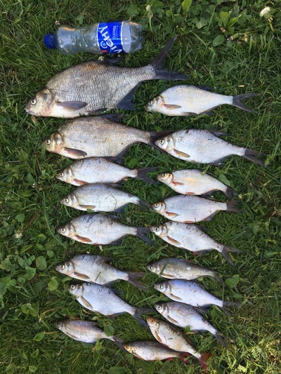 Carp bream