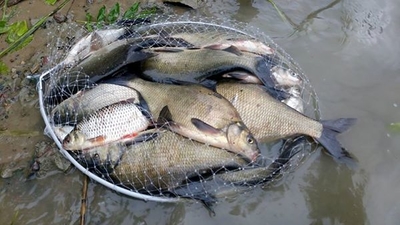 Carp bream