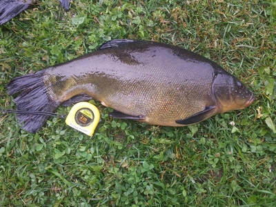 Tench