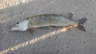 Northern Pike