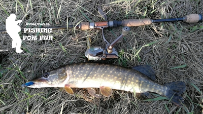 Northern Pike