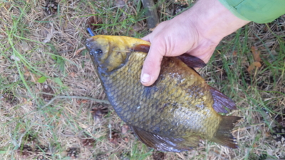 Crucian carp