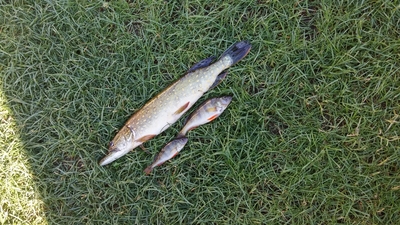 Northern Pike