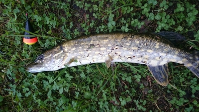 Northern Pike