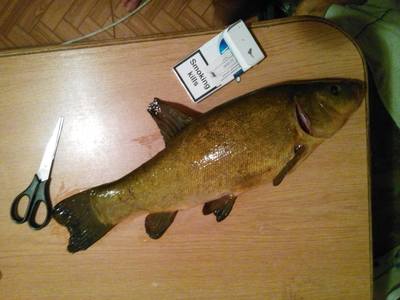 Tench