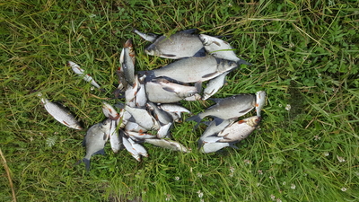 Carp bream