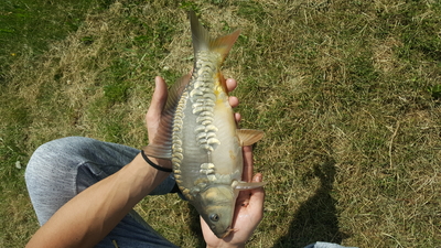 Mirror carp