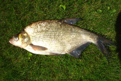 Carp bream