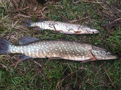 Northern Pike