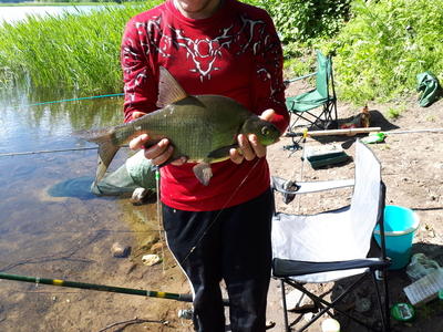 Carp bream