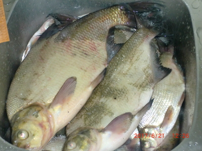 Carp bream