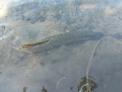 Northern Pike