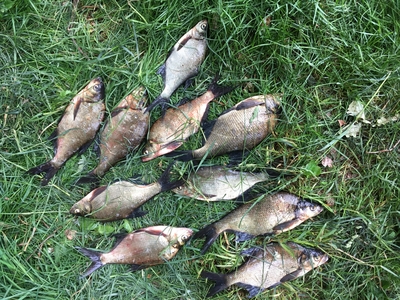 Carp bream
