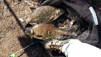 Carp bream