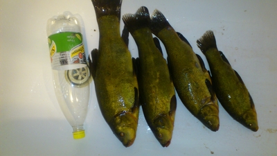 Tench