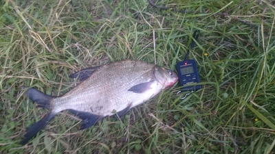 Carp bream