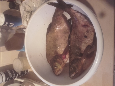 Carp bream